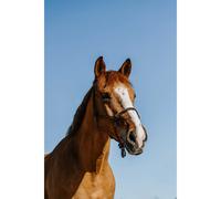 Licol éthologique pour cheval Norton Zary Marron Full