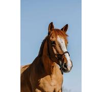 Licol éthologique pour cheval Norton Zary Noir Full