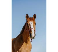 Licol éthologique pour cheval Norton Zary Rose Full