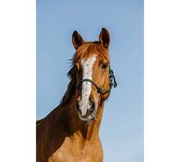 Licol éthologique pour cheval Norton Zary Vert Full