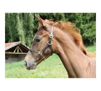 Kerbl fohlenhalfter eco, Cuir marron.