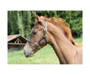 Licol foal Kerbl eco Marron TU