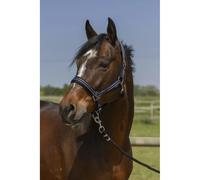 Licol pour cheval 4 lignes Norton Bleu Pur-sang