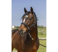 Licol pour cheval 4 lignes Norton Noir Pur-sang
