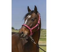 Licol pour cheval 4 lignes Norton Rose Pur-sang