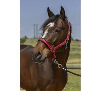 Licol pour cheval 4 lignes Norton Rouge Pur-sang