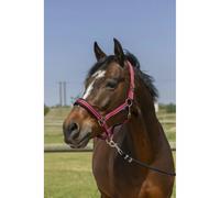 Licol pour cheval 4 lignes Norton Rouge Pur-sang