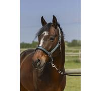 Licol pour cheval 4 lignes Norton Vert Pur-sang