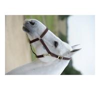 Licol pour cheval Bucas Dublin Marron Full