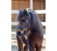 Licol pour cheval Covalliero TopLine Bleu Foal