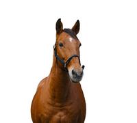 Licol pour cheval en nylon Equithème Domino Vert Cheval