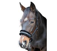 Licol pour cheval Harry's Horse Lyrics Quotes Noir Shetland