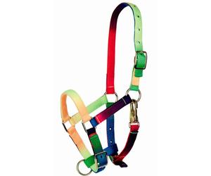 Licol pour poulain Tattini Multicolore TU