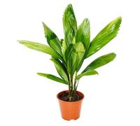 Licuala grandis Palmier d'intérieur en pot de 13 cm