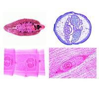 LIEDER Microscope biologique série de micropréparate pour animaux (paramecium caudatum)