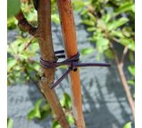 Lien Pvc marron élastique tube 2,5 mm x 40 m Marron G