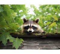 LIEOPZ 5D Diamond Art Painting by Number Kits Cute Raccoon Easy Diamond Round Full Drill Crystal Cross Stitch for Home Decoration 30x40CM