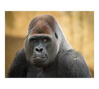 LIEOPZ Jayogo Diamond Painting Gorilla,DIY Diamond Art Kits,5D Diamond Painting Kits Full Drill,Crystal Rhinestone Embroidery Cross Stitch Arts Craft,for Home Wall Decor Gift - 40x40CM