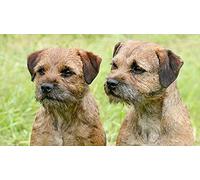 LIEOPZ Kit de peinture au diamant Border Terrier Dogs Kit de point de croix complet Broderie au diamant Art mural Décoration de la maison Cadeau 40x40CM