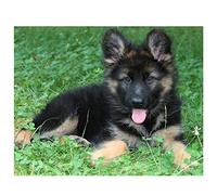 LIEOPZ Nouveau 5D DIY Plein Diamant Broderie Animal Animal De Compagnie Chien Cub Berger Allemand Plein Diamant Peinture Décoration De Mariage 40x40CM