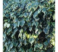 Lierre d'Alger algeriensis Gloire De Marengo