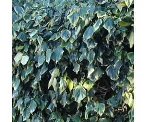 Lierre d'Alger algeriensis Gloire De Marengo