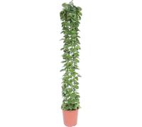 Lierre d'Arabie - Cissus rotundifolia - Grille - Plante d'intérieur - 160cm - ø27cm