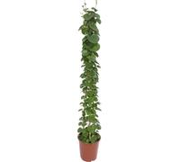 Lierre d'Arabie - Cissus rotundifolia Pyramide - Plante d'intérieur - 160cm - ø27cm