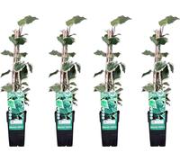 Lierre multicolore - Hedera algeriensis 'Gloire de Maren' - 4 plantes - env. 65 cm de hauteur - pot de Ø15 cm - Plante grimpante rustique & toujours verte pour le jardin, le balcon & l'intérieur