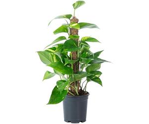 Lierre sur bâton de mousse - Plante d'intérieur facile d'entretien - Hauteur : environ 50 cm - Diamètre du pot : 15 cm