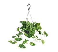 Lierre tacheté - Scindapsus Pictus - Plante d'intérieur - Ø15 cm - 25 cm de haut - feuilles argentées tachetées - entretien facile - lumière indirecte - plante d'intérieur