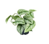 Lierre tacheté - Scindapsus Pictus Trebie - Plante d'intérieur - Ø12cm - 20 cm de haut - entretien facile - vrilles pendantes - mi-ombre - plante d'intérieur