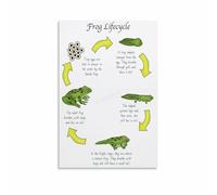 Life Cycle Of A Frog Educational Poster Biology Learning Chart Wall-Art for Childrens Room Classroom Homeschool Bedroom Decor(Unframed,16x24inch(40x60cm))