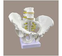 Life Homme Modèle Pelvis - Pelvis Modèle de squelette - médical Anatomical Homme Hip os Pelvi Modèle anatomique - bassin humain matériau PVC modèle pour l'affichage de l'enseignement de l'étude,A