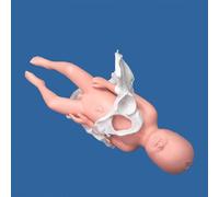 Life Size Female Pelvis Delivery Model for Childbirth Demonstration - Anatomical Teaching Aid for Healthcare applications Education and Gynecology Training