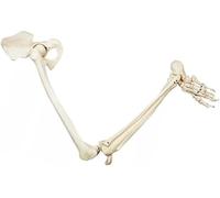 Life-Size Human Lower Limb Skeleton Model - Anatomical Bone for Medical Education and Teaching Aids