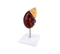 Life-size Kidney Model, 2 Parts Showing Internal Structure A Kidney Human Anatomy Replica for Docto