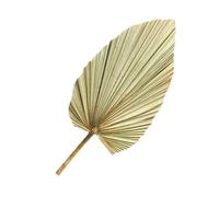 LIFKOME Feuille de Palmier Séchée Naturelle Verte Olive Décorative, Grosse Taille pour Décoration Murale et Vitrine, Accessoire de Fête et Arche de Mariage, Décoration Intérieure