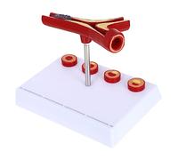 LIFKOME Modèle Anatomique Cardiovasculaire PVC Affichage Pathologique des Vaisseaux Sanguins pour Enseignement Médical et Physiologie