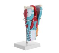 LIFKOME Modèle Anatomique de Gorge Humaine Agrandi 2X Muscles Cartilage Laryngé et Vaisseaux Sanguins Modèle Pédagogique Médical Précis pour Apprentissage et Enseignement en Classe