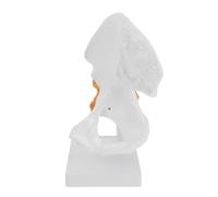 LIFKOME Modèle Anatomique D'os de Hanche en Pvc 1 Pièce, Articulation Fémorale Fonctionnelle, Modèle Pédagogique Scientifique pour Formation Médicale et Éducation en Anatomie Humaine
