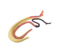LIFKOME Modèle Anatomique Schistosoma Démontable Réaliste pour Enseignement Scolaire Éducatif pour Compréhension Biologique Surface et Détails