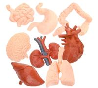 LIGHTAOTAO Modèle Anatomique Pédagogique en Pvc Réaliste et Léger 8 Pièces pour Étude et Affichage des Organes Humains comme Cerveau, Cœur, Estomac et Poumons