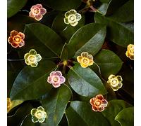 Lights4fun Guirlande Lumineuse 20 Roses Multicolores à Micro LED Blanc Chaud