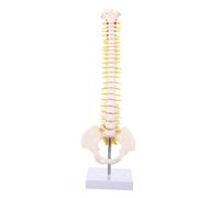 LIGIGWASH Modèle de Colonne Vertébrale Humaine avec Bassin Flexible PVC pour Médecin et Étudiant Support Métallique Robuste pour Éducation Anatomique et Démonstration Physiologie Humaine