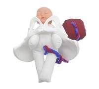 LIGIGWASH Modèle Éducation Naissance Pelvis avec Fœtus et Placenta Simulateur Accouchement pour Formation Outil Pédagogique Portable pour Étudiants Grossesse et Maternité