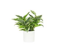 Ligne Déco Dieffenbachia Artificiel 40cm