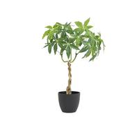 Ligne Déco Plante Artificielle pachira 60cm