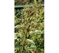 Ligustrum lucidum 'Excelsum Superbum' / Troène du Japon panaché blanc/Conteneur de 1 à 1.9 litres