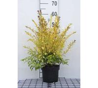 Ligustrum ovale. 'Lemon And Lime' - Troène 25- 30 cm - conteneur